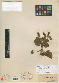 Phacelia pachyphylla image