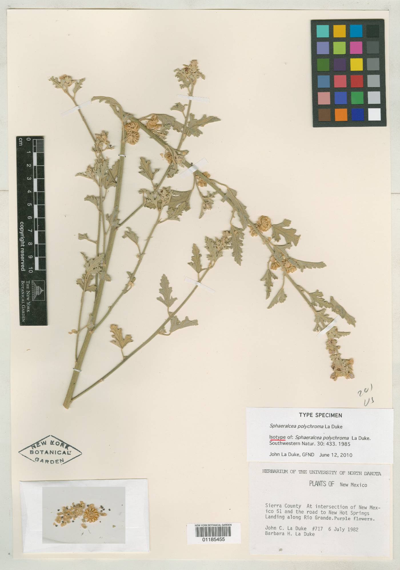 Sphaeralcea polychroma image