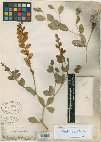Baptisia sphaerocarpa image