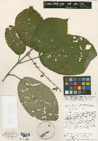 Uroskinnera hirtiflora image