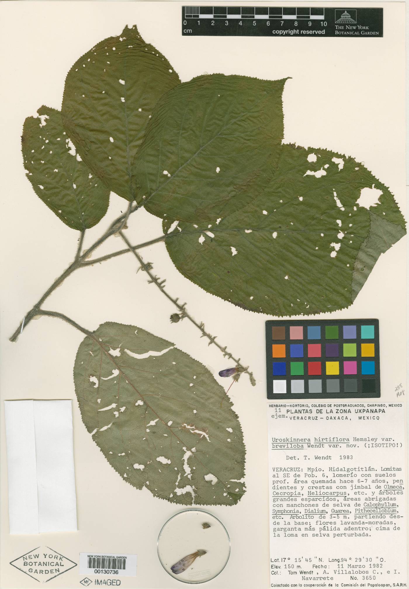 Uroskinnera hirtiflora var. breviloba image