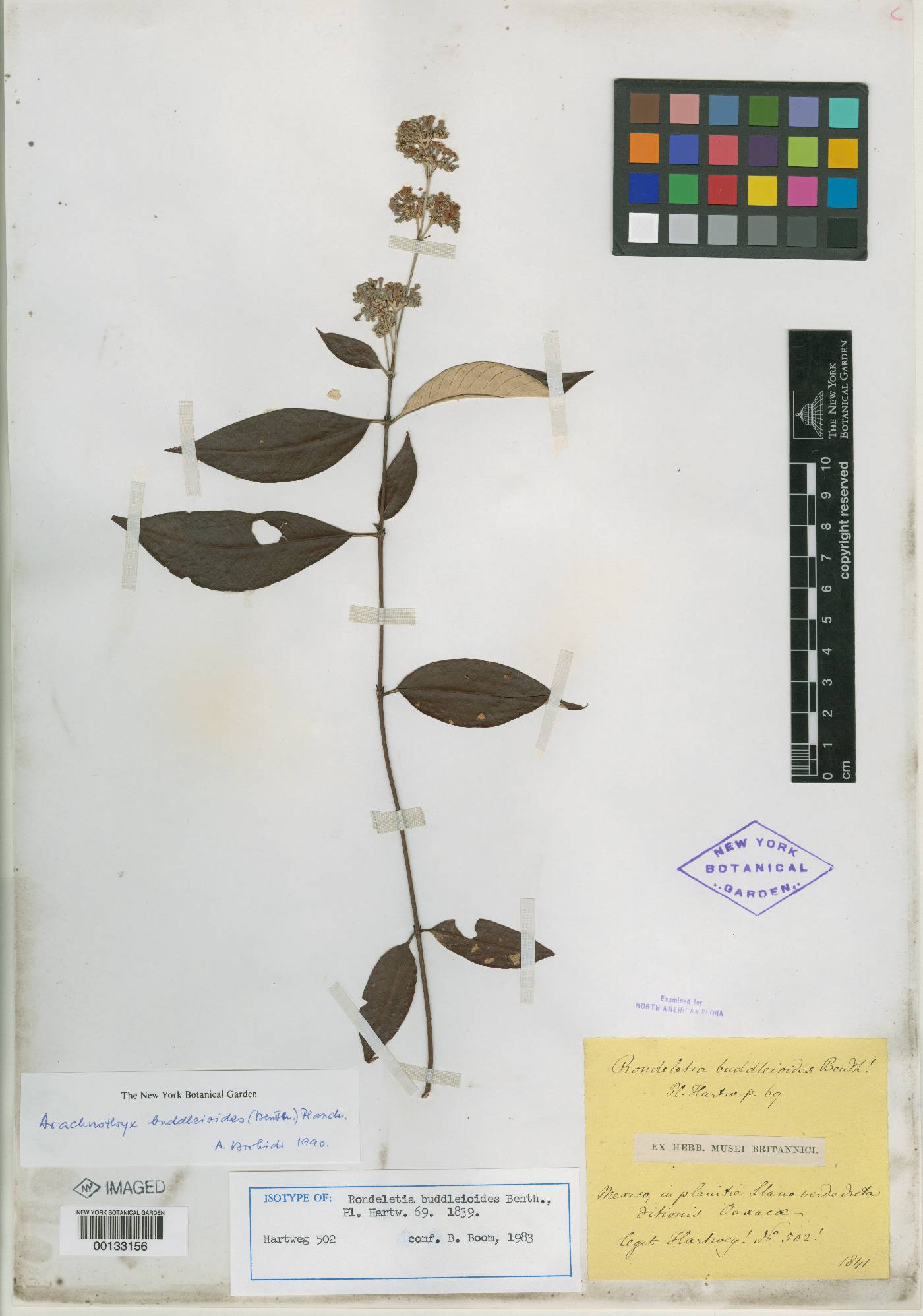 Arachnothryx buddleioides image