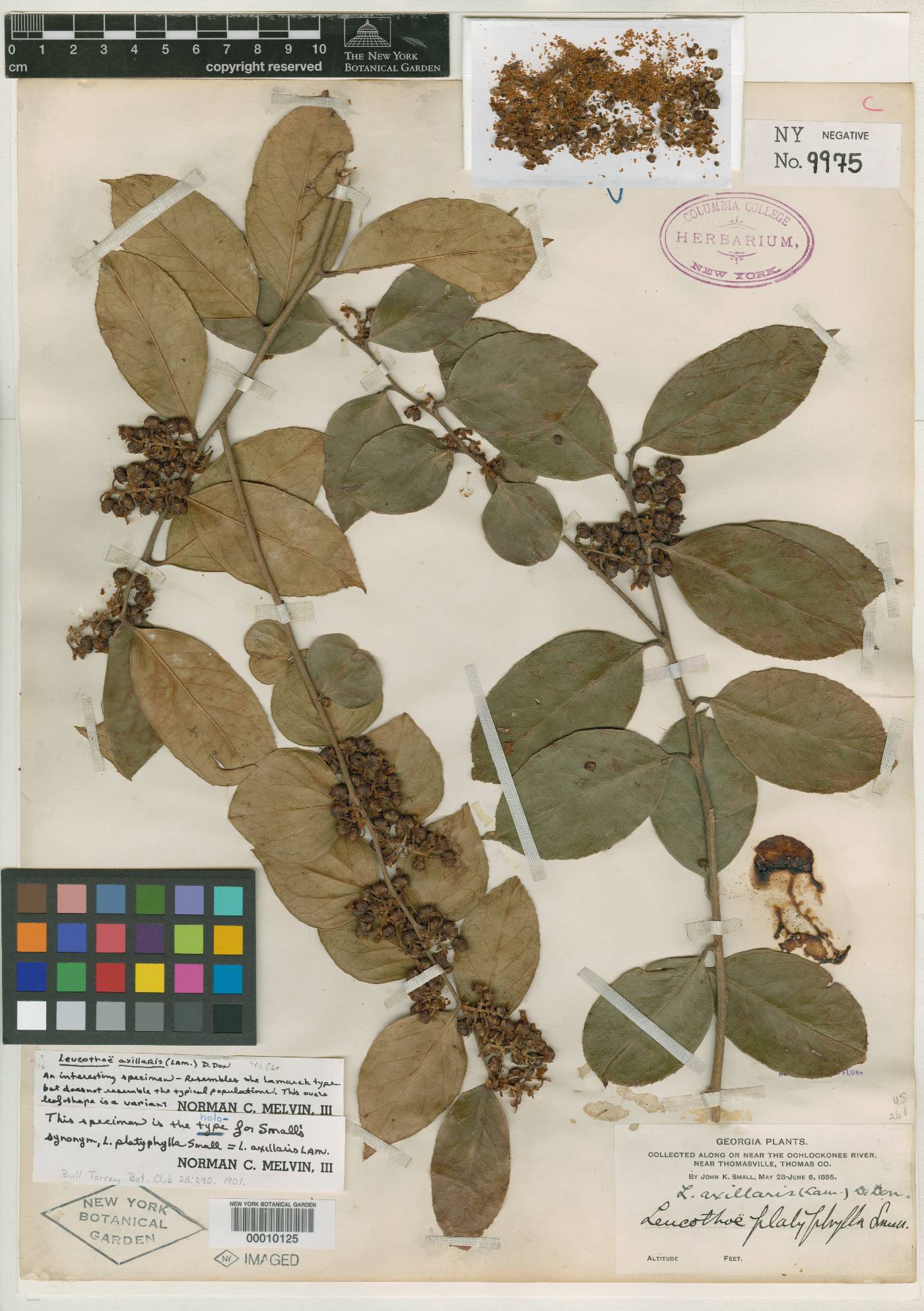 Leucothoe platyphylla image