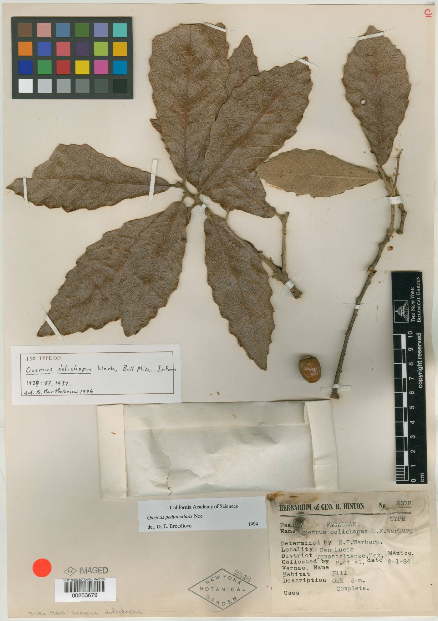 Quercus peduncularis image