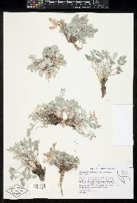 Astragalus newberryi var. castoreus image