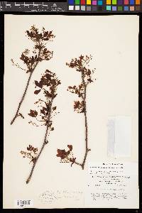 Bursera citronella image
