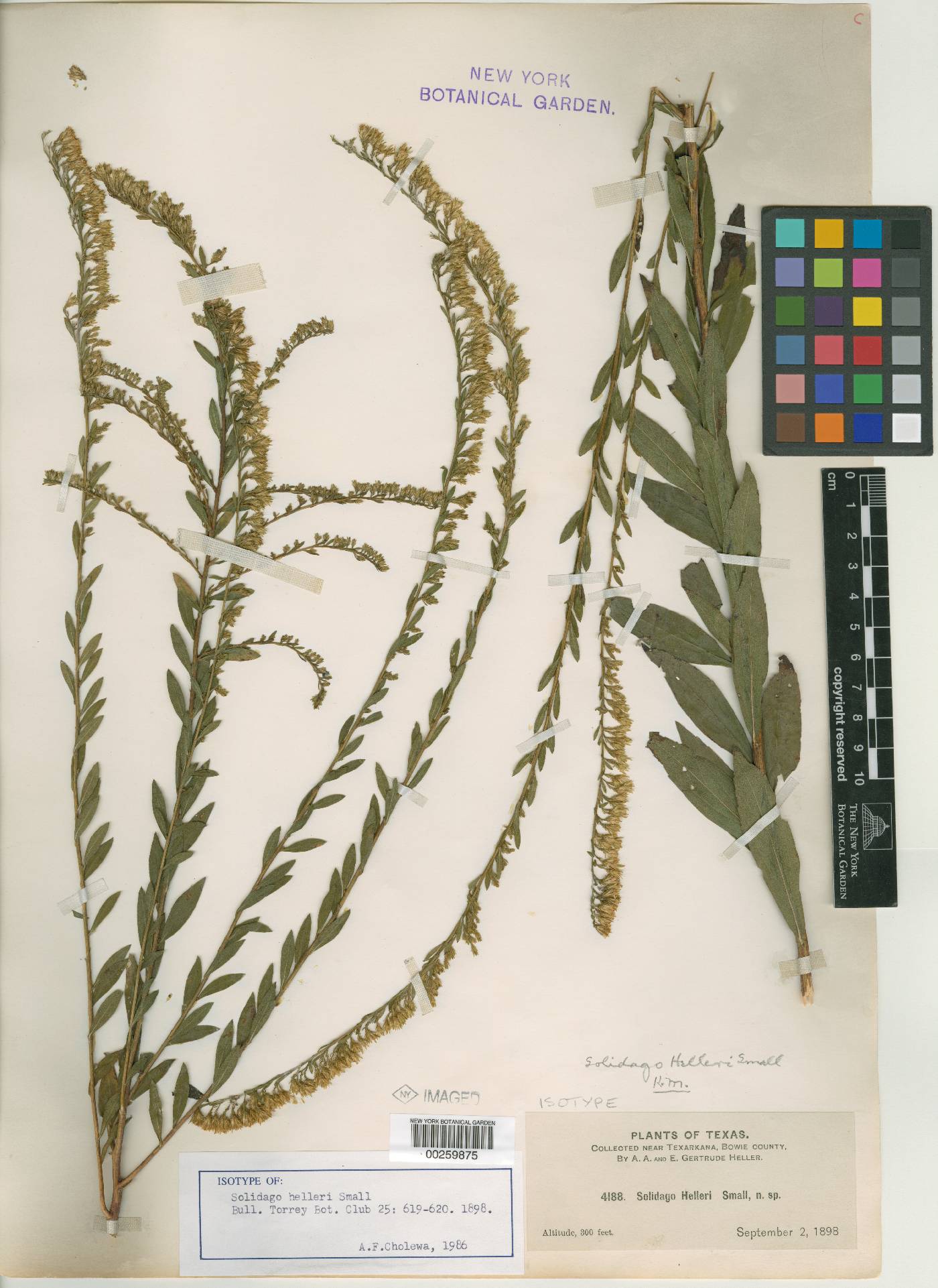 Solidago helleri image