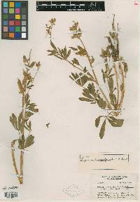 Lupinus diversalpicola image