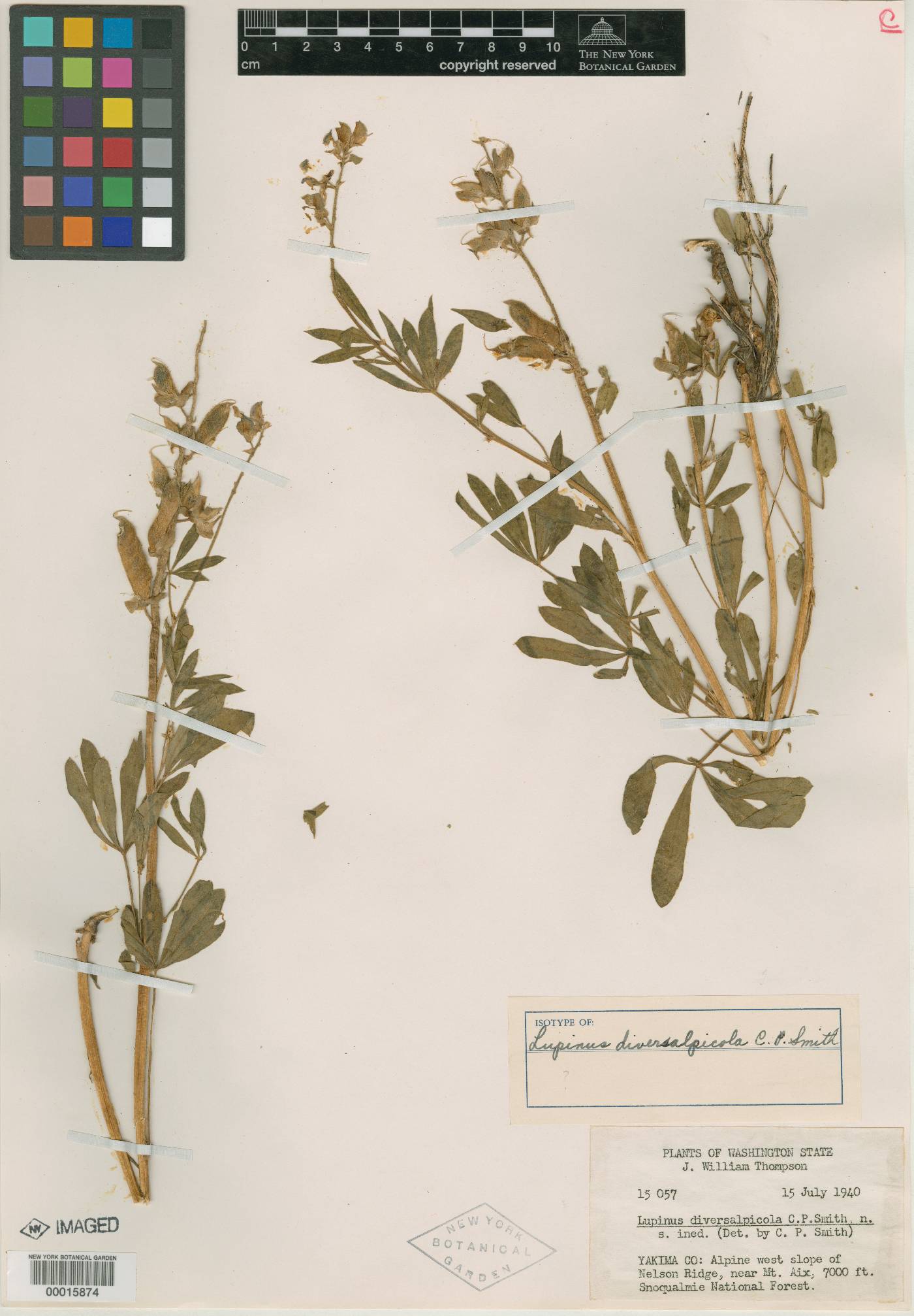 Lupinus diversalpicola image