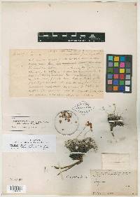 Eriogonum nivale image