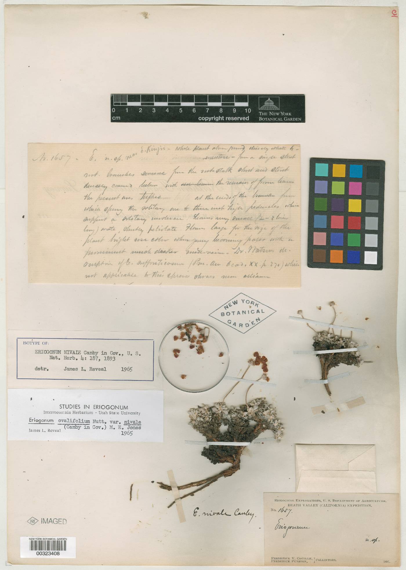 Eriogonum nivale image