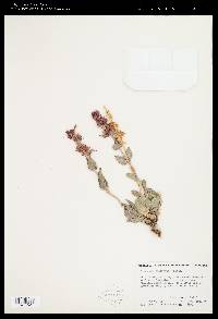 Penstemon calcareus image