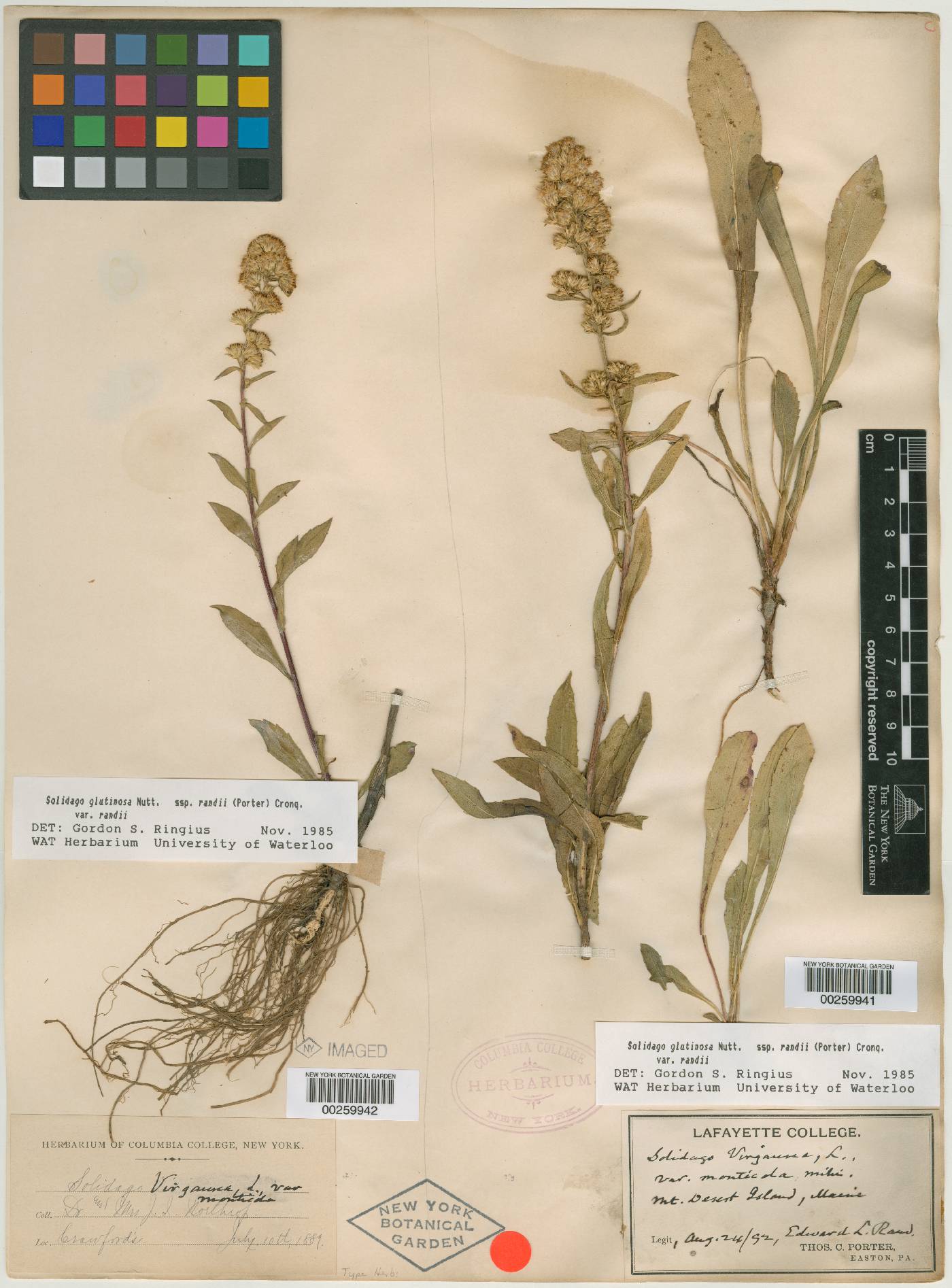 Solidago simplex var. monticola image