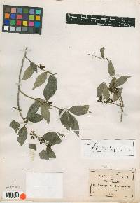 Schoepfia pringlei image