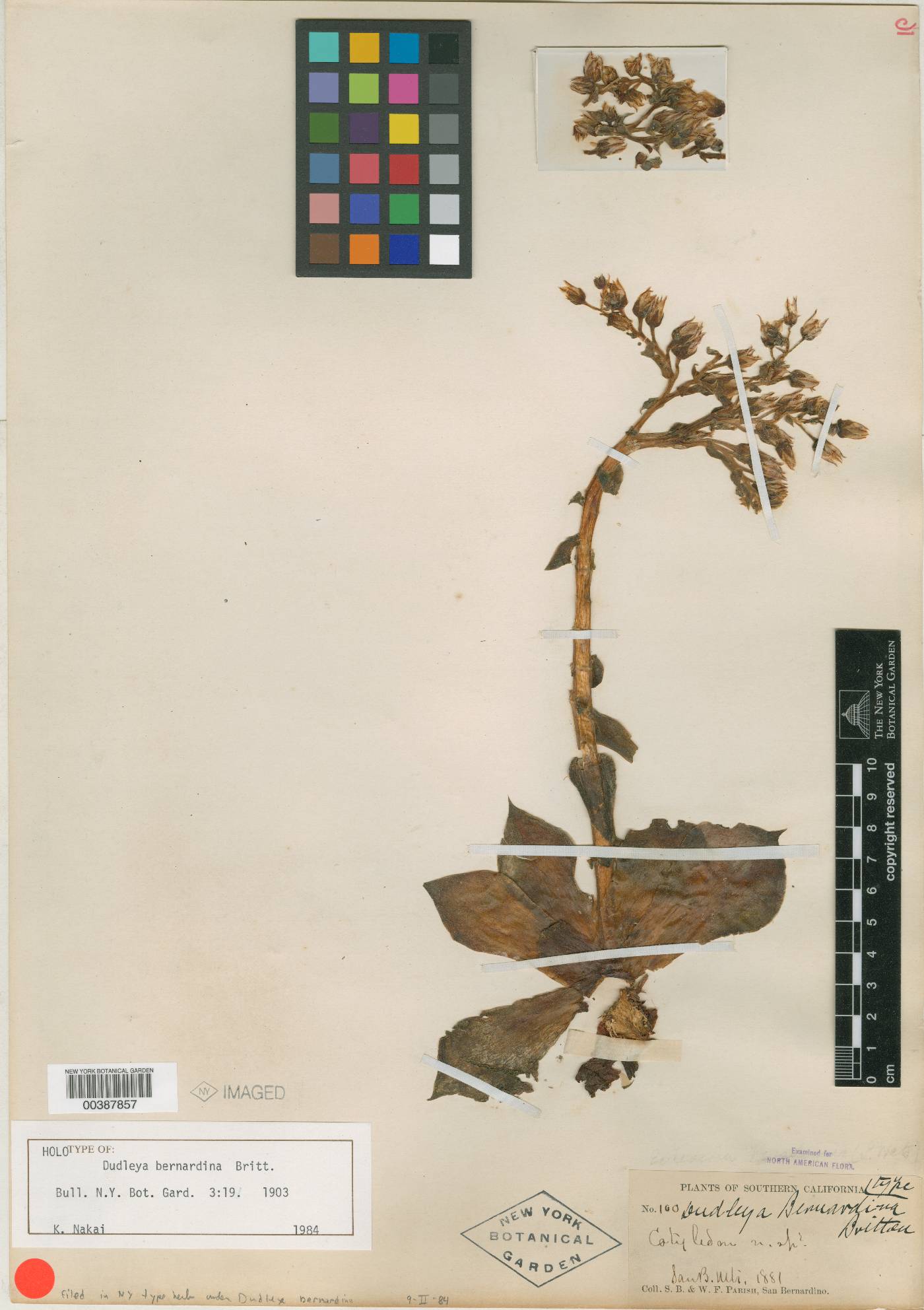 Dudleya bernardina image