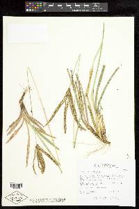 Eustachys retusa image