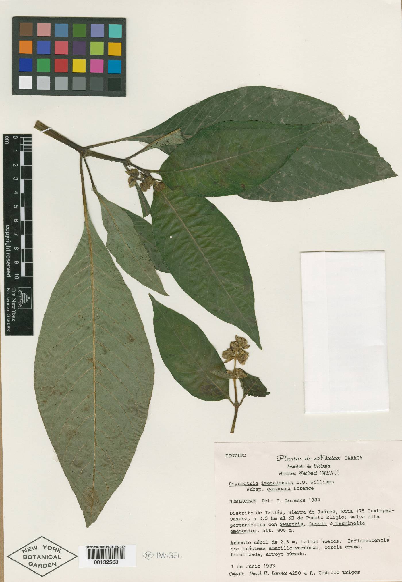 Psychotria rzedowskiana image
