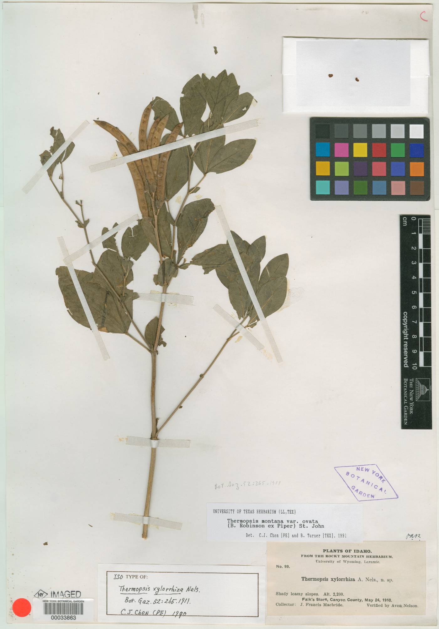 Thermopsis montana var. ovata image