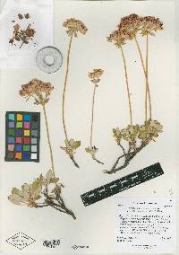 Eriogonum ursinum image