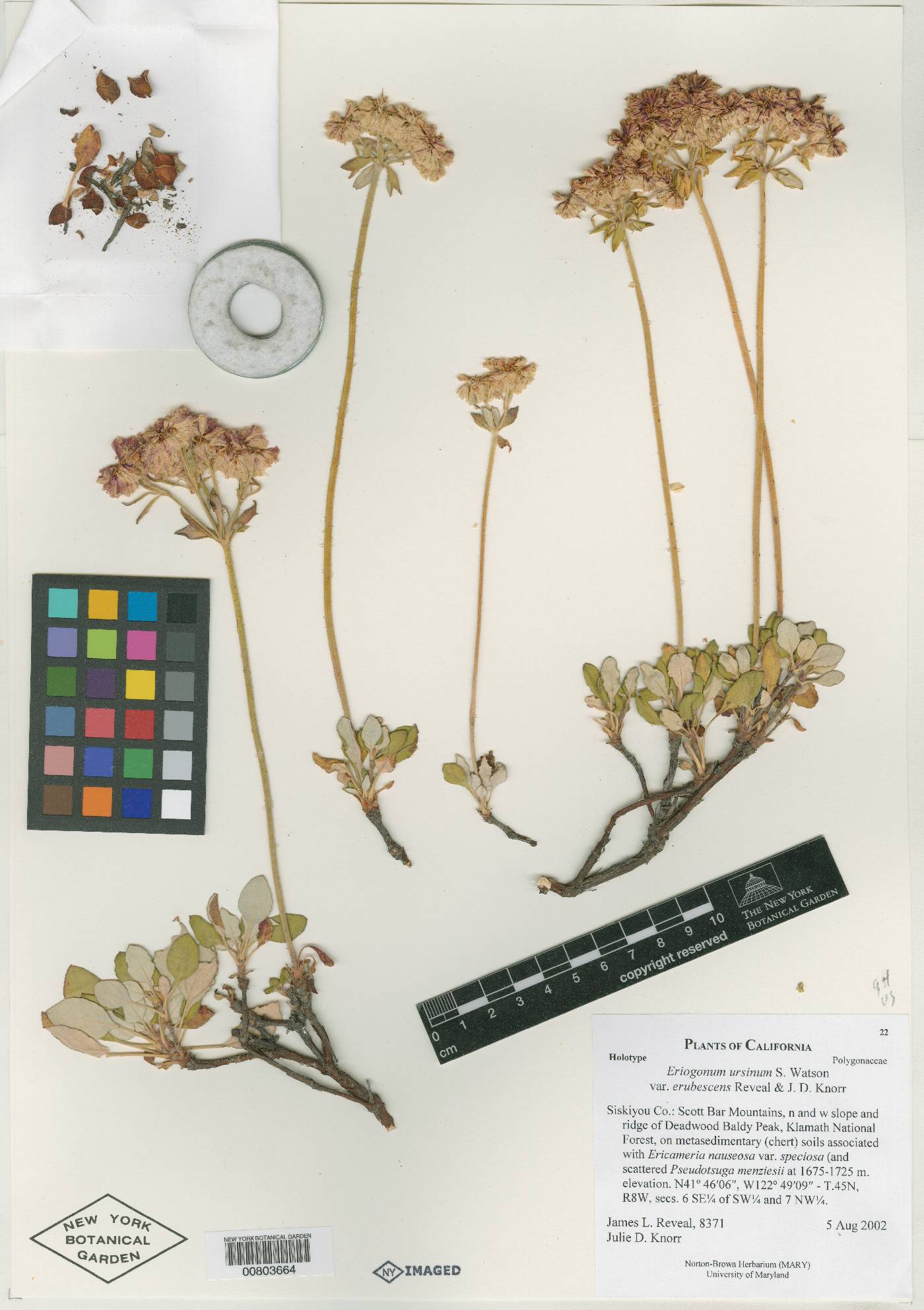 Eriogonum ursinum var. erubescens image