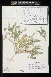 Astragalus allochrous image