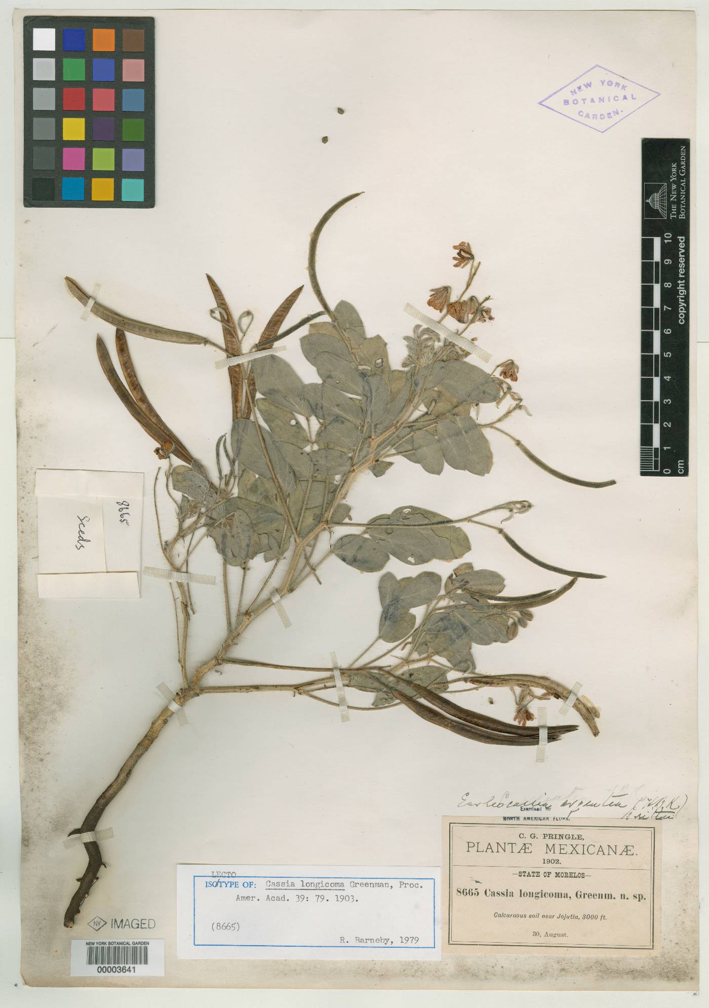 Senna argentea image