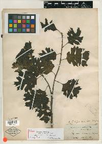 Quercus tinctoria image