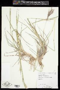 Bothriochloa ischaemum image