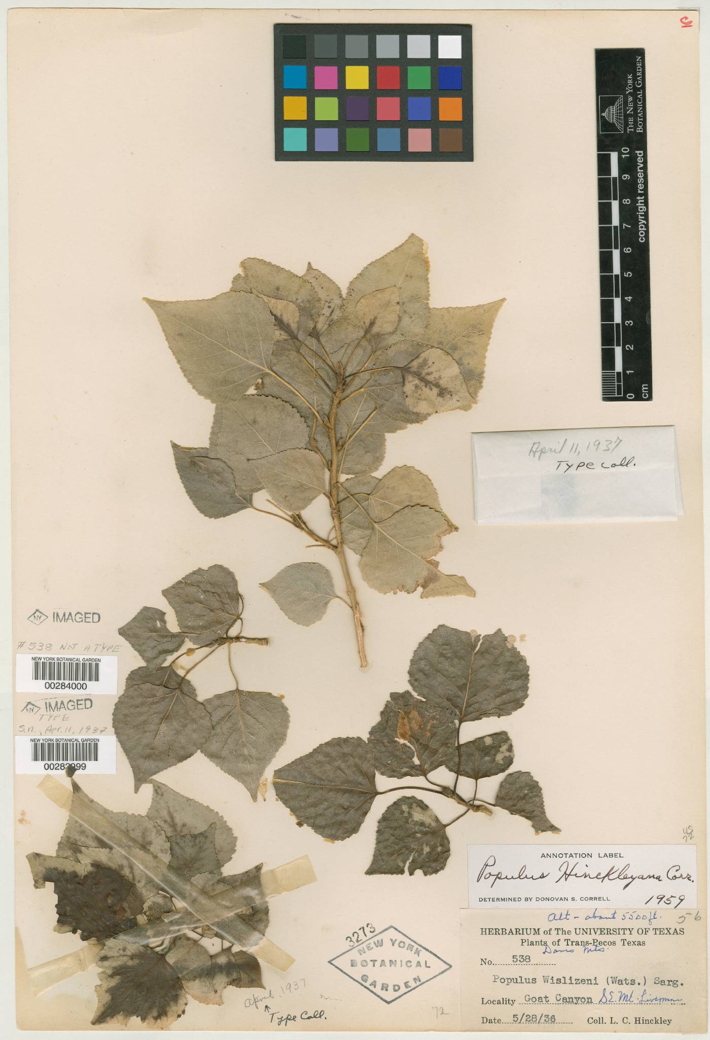 Populus hinckleyana image