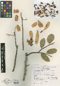 Image of Lonchocarpus longipedunculatus