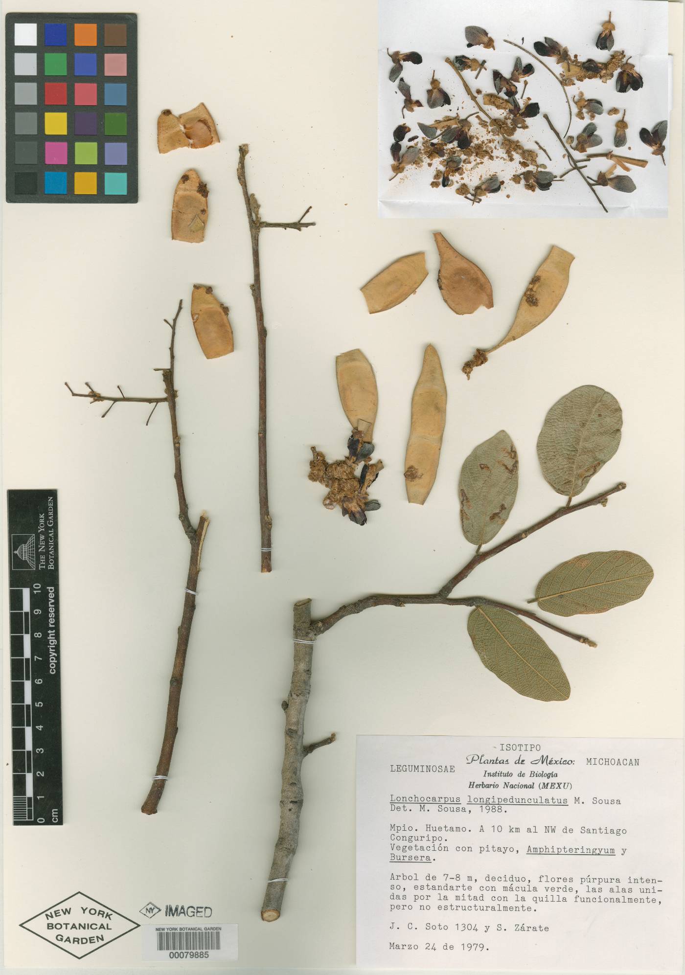 Lonchocarpus longipedunculatus image