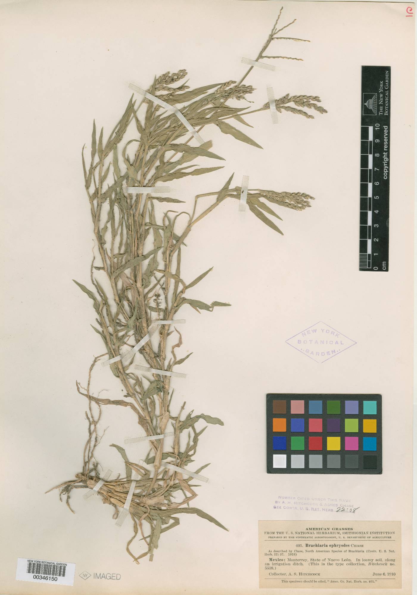 Brachiaria ophryodes image