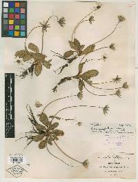 Eryngium scaposum image