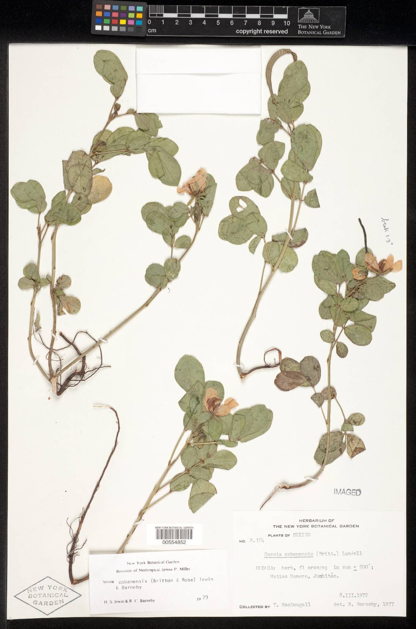 Senna cobanensis image