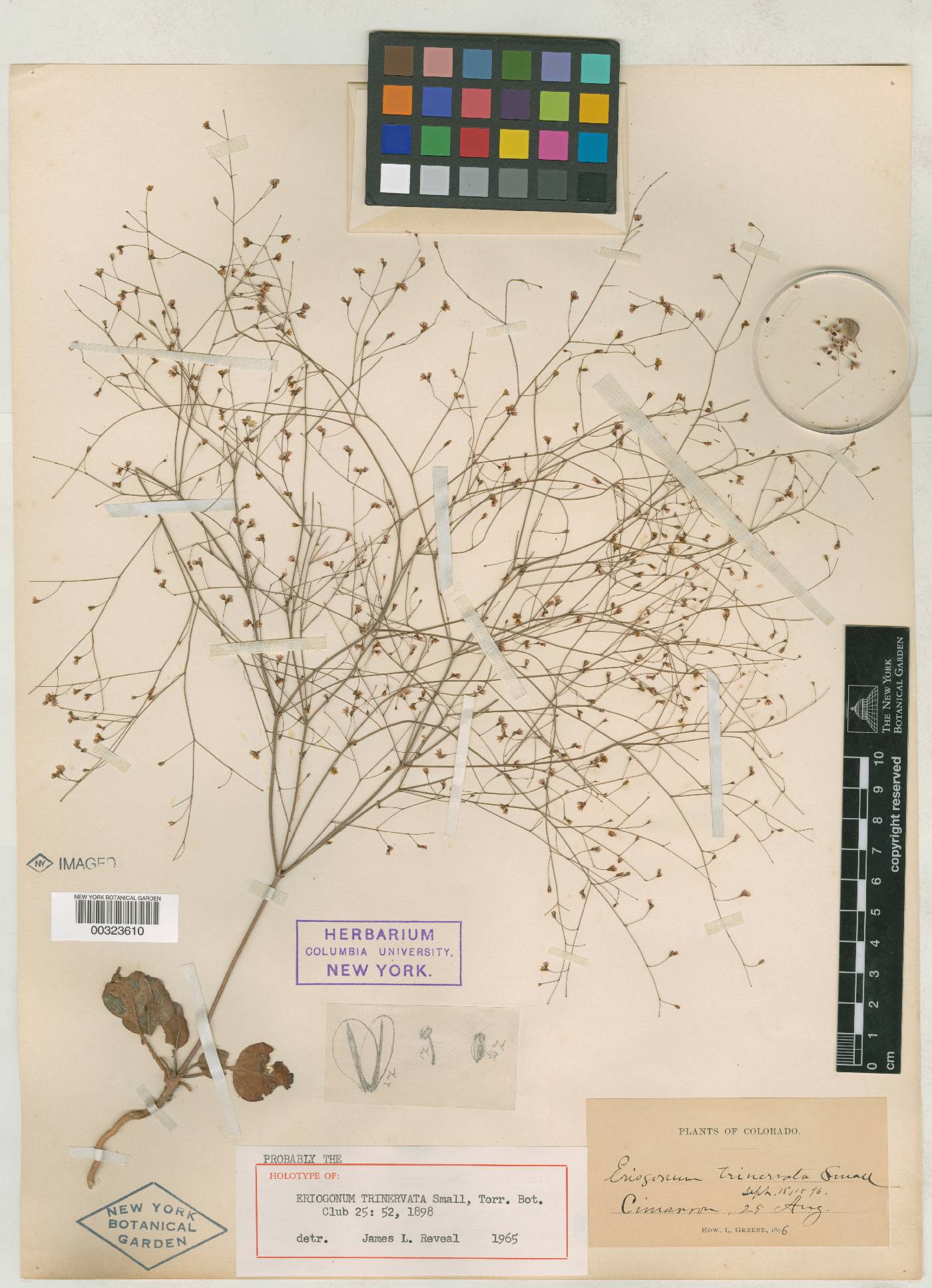 Eriogonum trinervata image