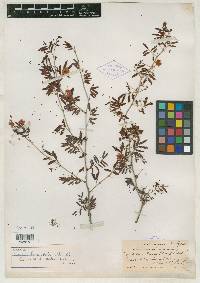 Acacia leucothrix image