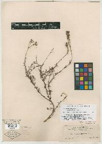Eriogonum macdougalii image