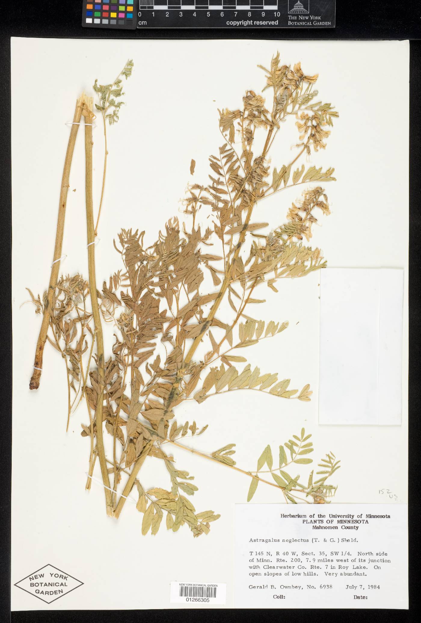 Astragalus neglectus image