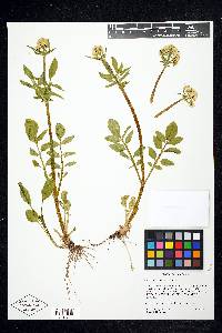 Valeriana occidentalis image