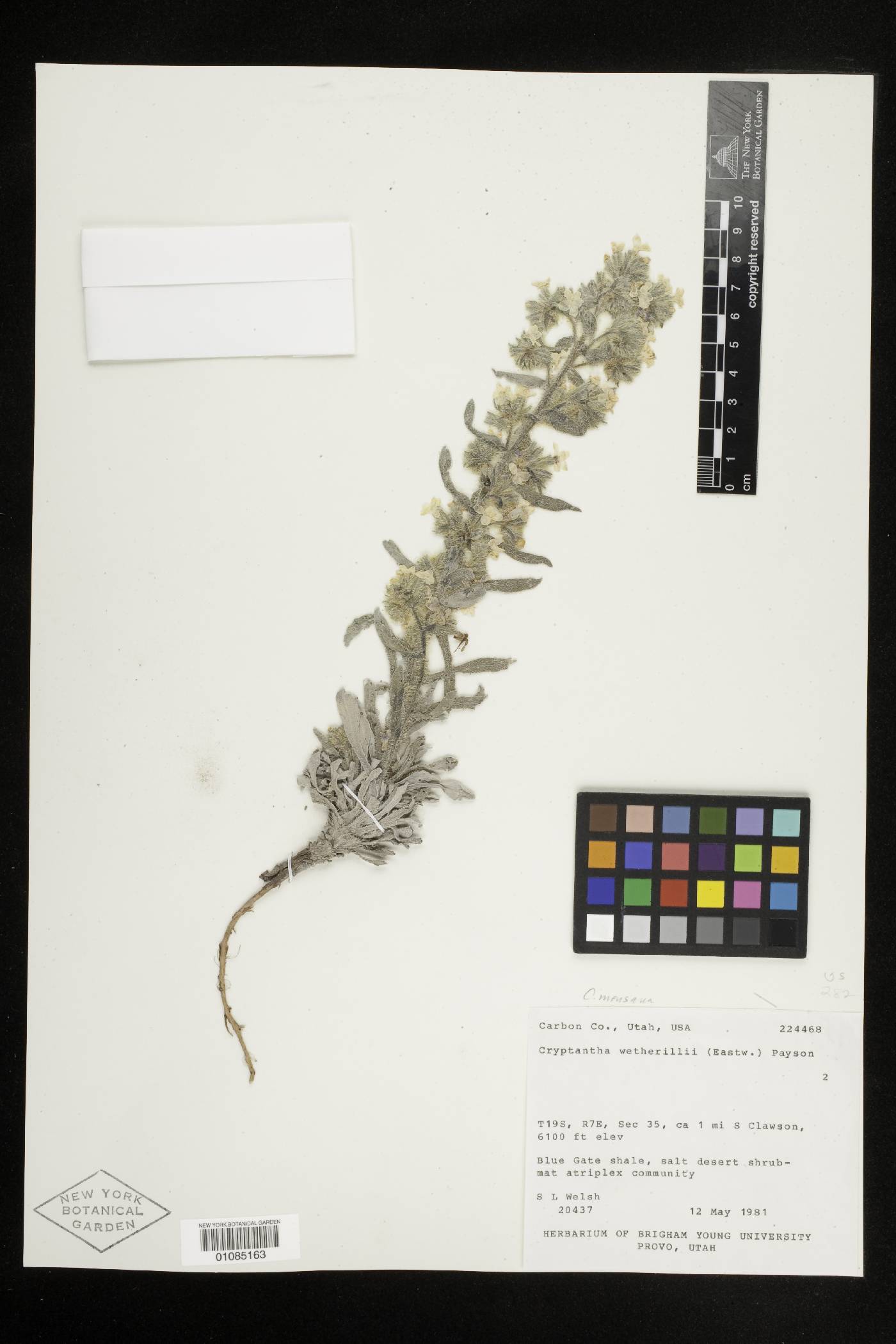 Oreocarya wetherillii image