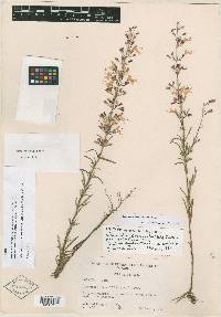 Dicerandra linearifolia image