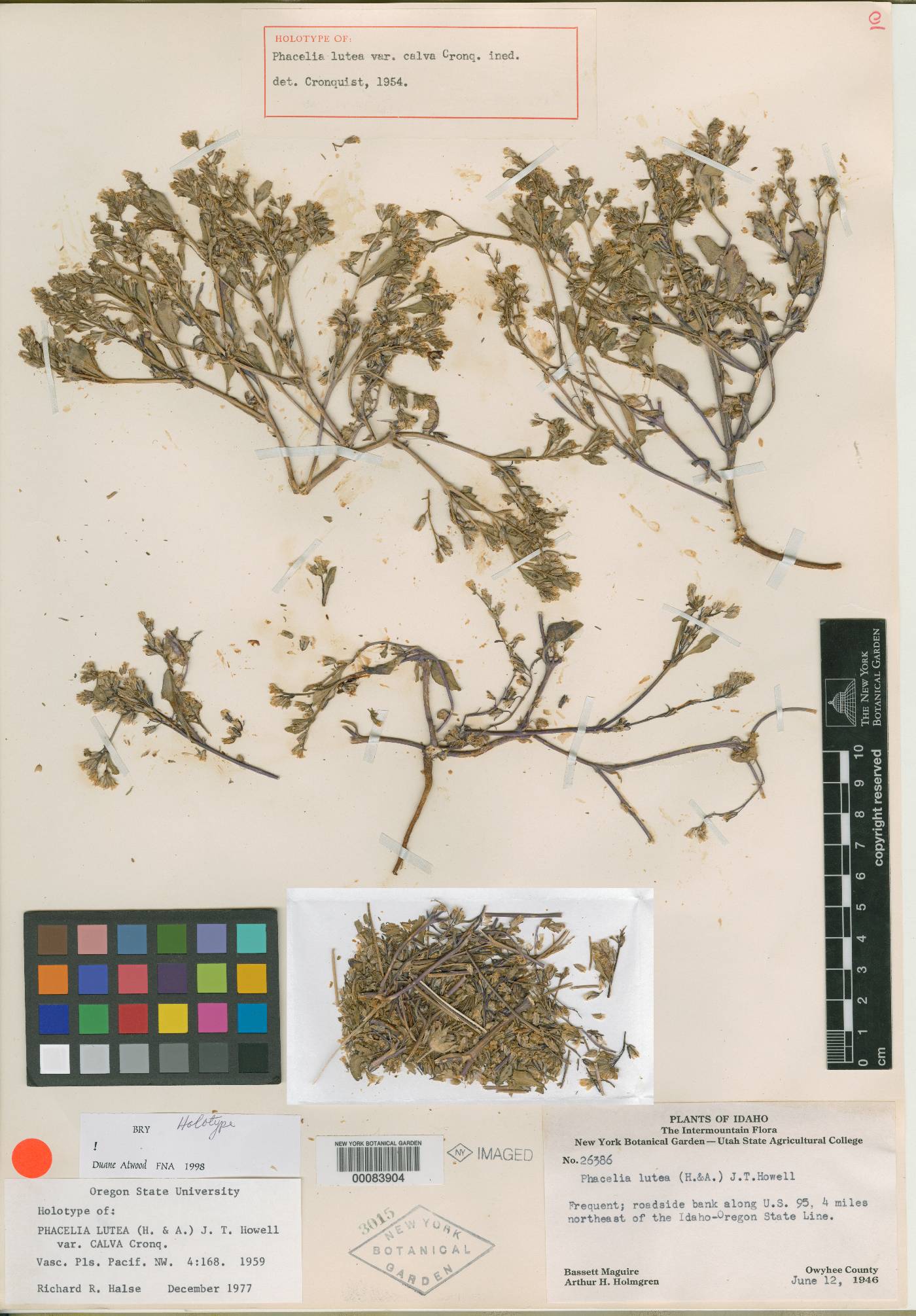 Phacelia lutea var. calva image
