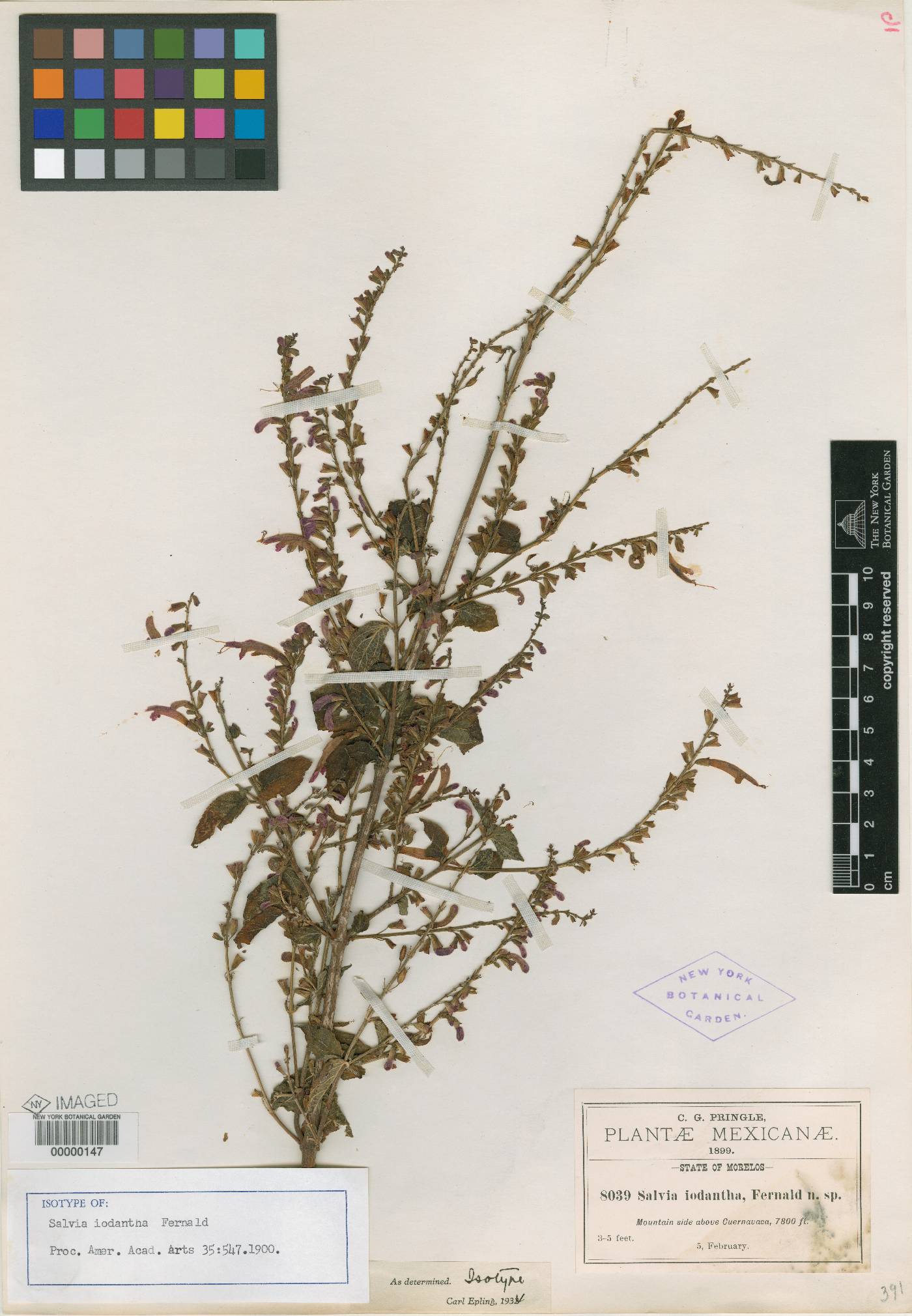 Salvia iodantha image