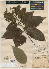 Trichospermum lessertianum image