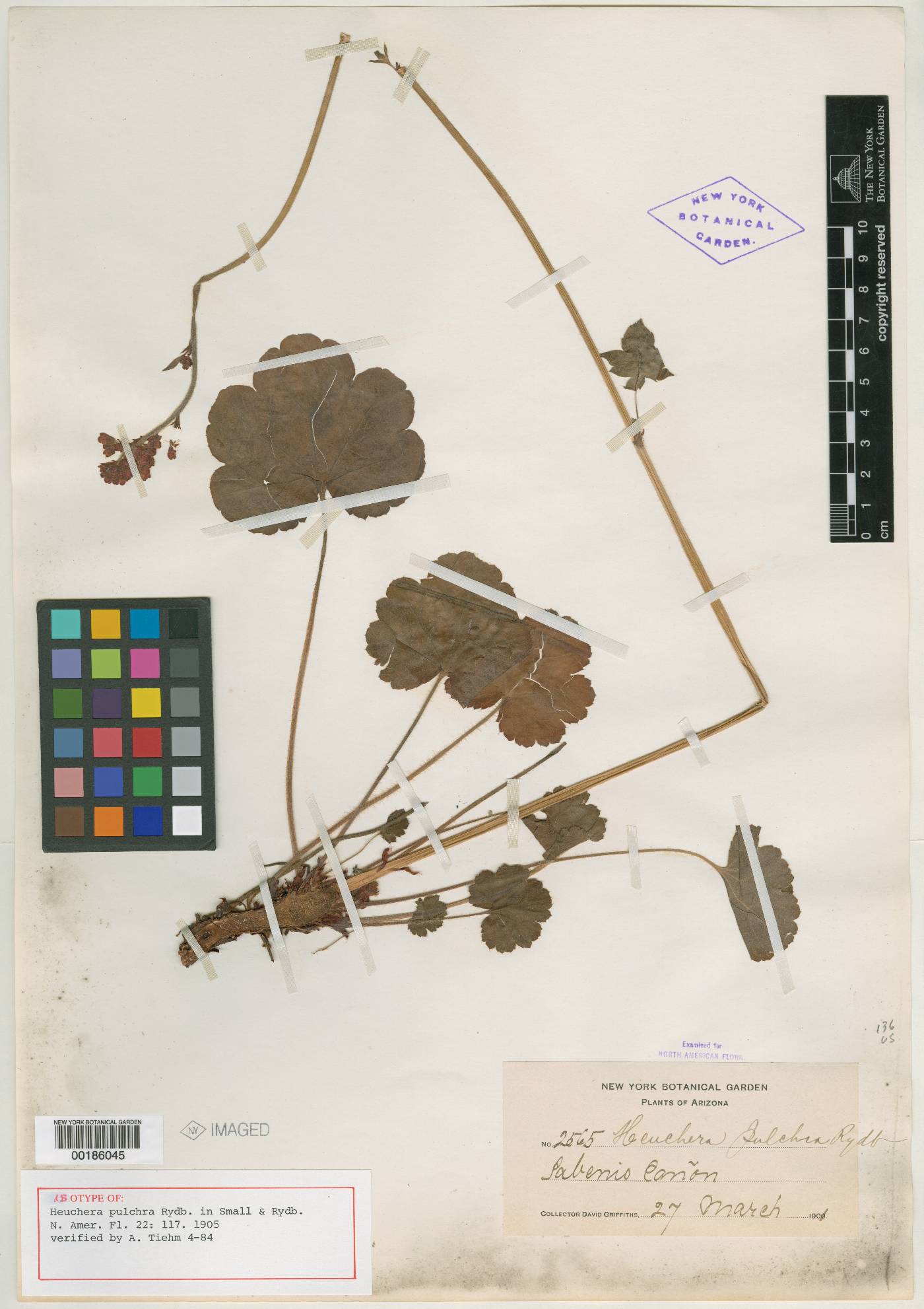 Heuchera pulchra image