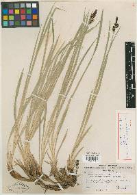 Carex scopulorum image