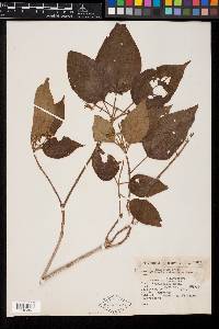 Clidemia submontana image