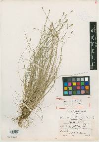 Carex harperi image