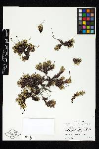 Saxifraga bronchialis image