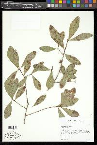 Quercus capesii image